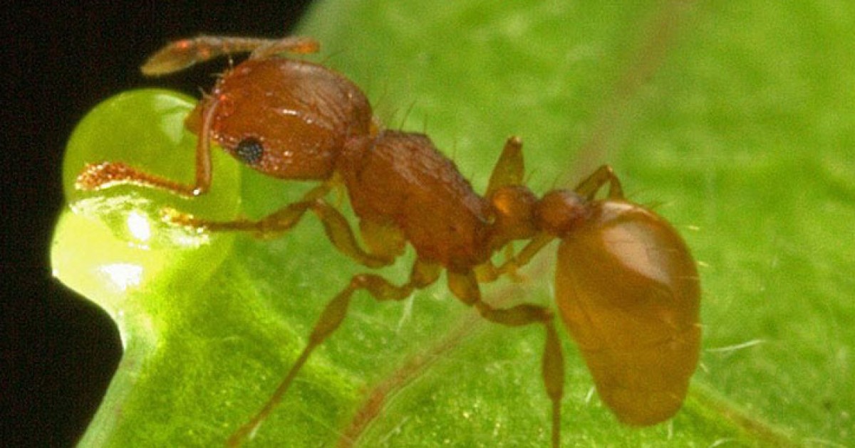 進化は無性生殖を監視する | 沖縄科学技術大学院大学（OIST）